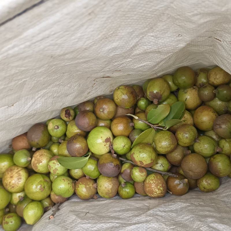 山茶油