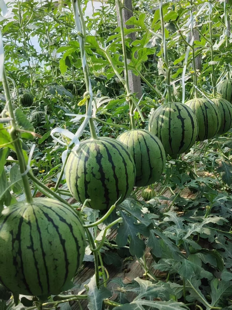 新品种，脆甜，皮薄，汁多，个头均匀，送礼佳品，果形端正，