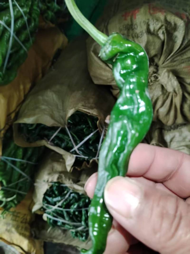 合作社基地货源，线椒，芜湖椒，泡椒，草莓椒，陇椒，薄皮等