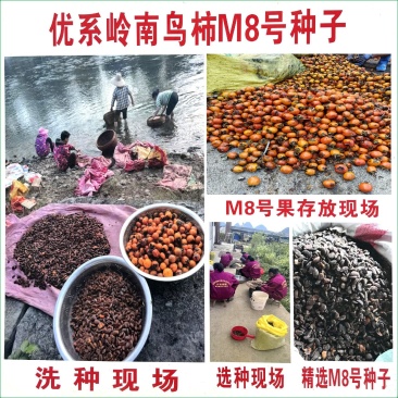 岭南鸟柿M8号种子柿子嫁接专用砧木种子嫁接太秋太丰等