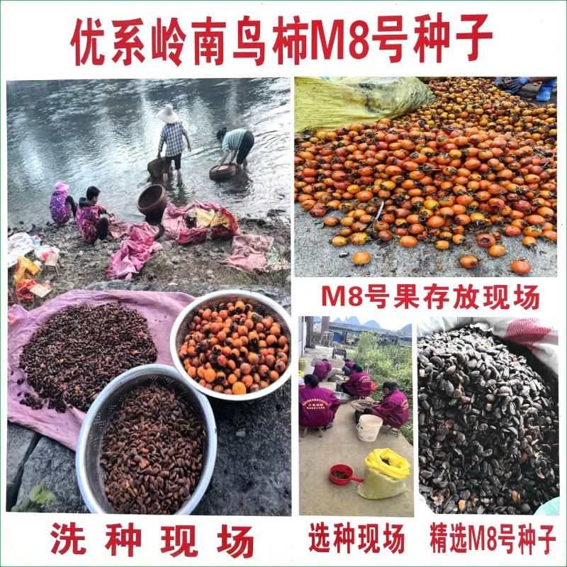 岭南鸟柿M8号种子柿子嫁接专用砧木种子嫁接太秋太丰等