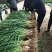 蒜苗红根蒜苗产地看货论价一首货源，保质保量