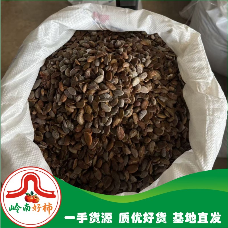岭南鸟柿M8号种子柿子嫁接专用砧木种子嫁接太秋太丰等