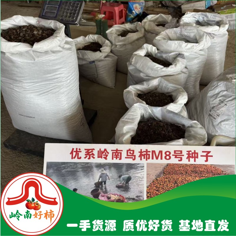 岭南鸟柿M8号种子柿子嫁接专用砧木种子嫁接太秋太丰等