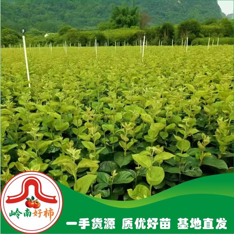 岭南鸟柿M8号种子柿子嫁接专用砧木种子嫁接太秋太丰等