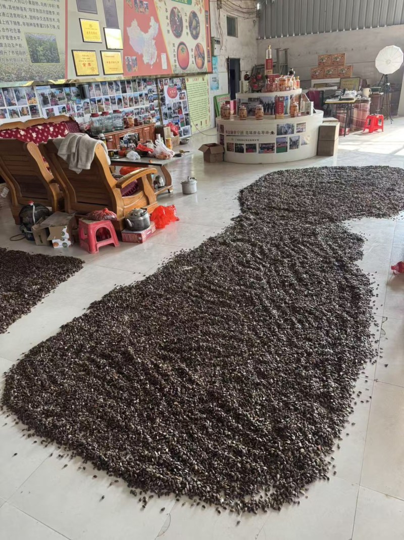 岭南鸟柿M8号种子柿子嫁接专用砧木种子嫁接太秋太丰等