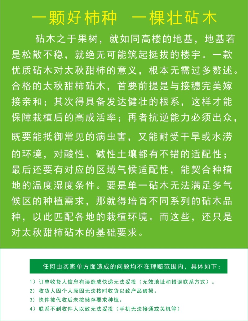 岭南鸟柿M8号种子柿子嫁接专用砧木种子嫁接太秋太丰等