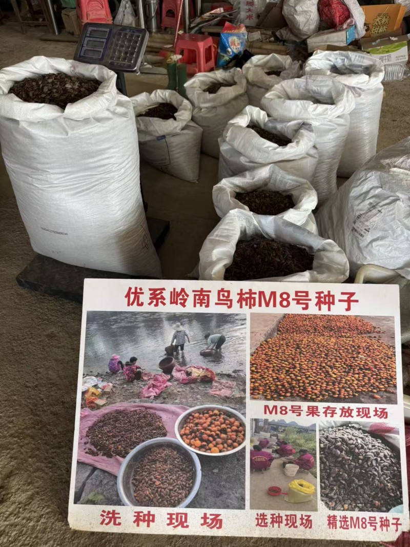 岭南鸟柿M8号种子柿子嫁接专用砧木种子嫁接太秋太丰等