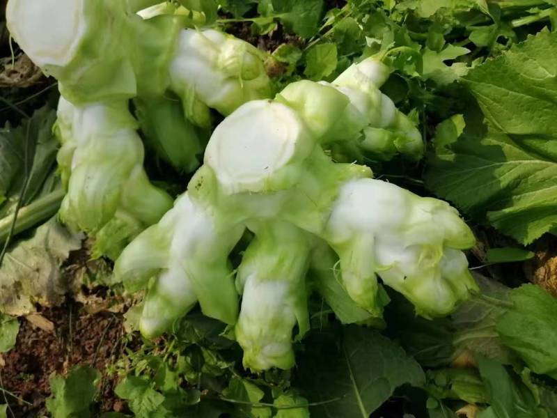香叶莴笋种植基地，品种优良，质量优良，种植经验丰富