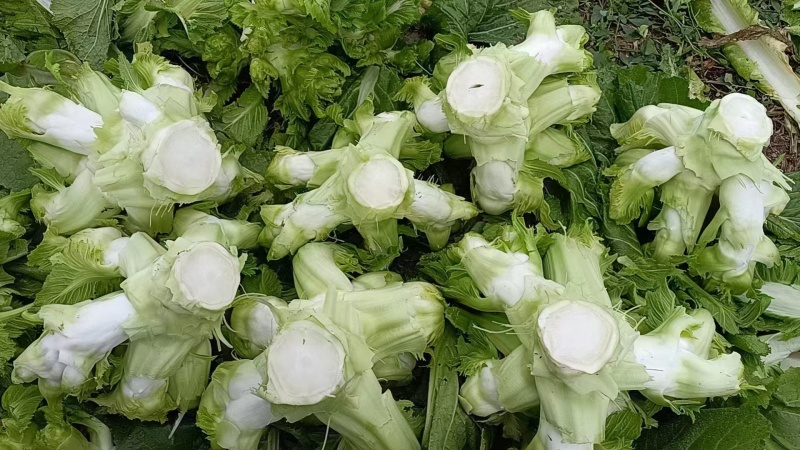 香叶莴笋种植基地，品种优良，质量优良，种植经验丰富