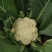 精品有机花菜，小米花大米花，青梗白面，根小叶少，货源充足