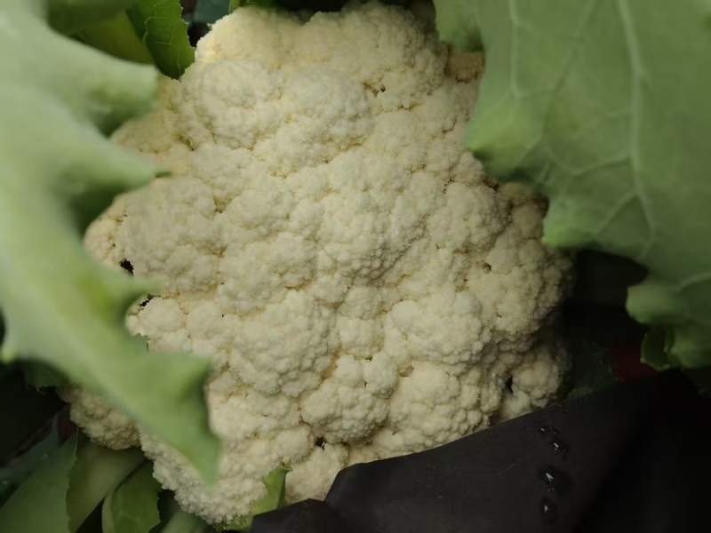 精品有机花菜，小米花大米花，青梗白面，根小叶少，货源充足