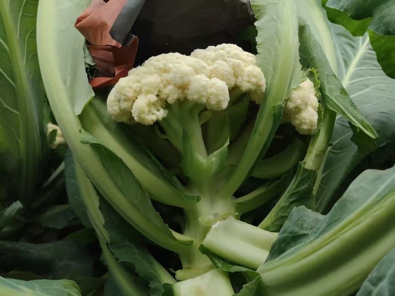 精品有机花菜，小米花大米花，青梗白面，根小叶少，货源充足