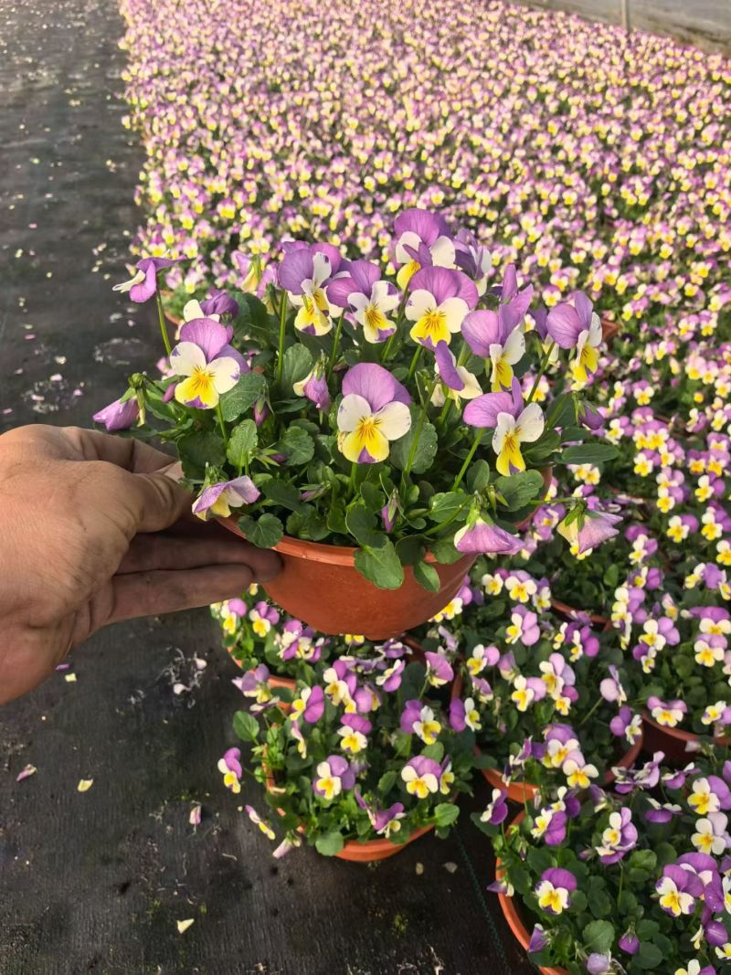 观花植物角堇190杯6色，基地有量，欢迎来一亩田订购。