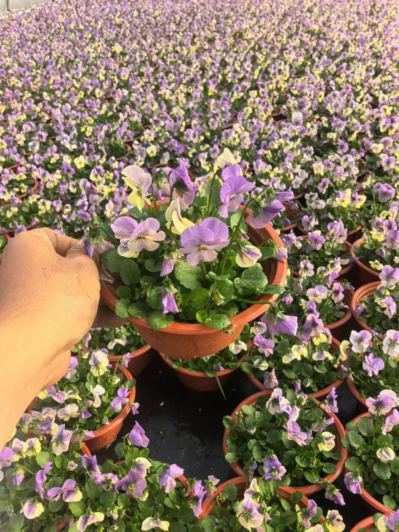 观花植物角堇190杯6色，基地有量，欢迎来一亩田订购。