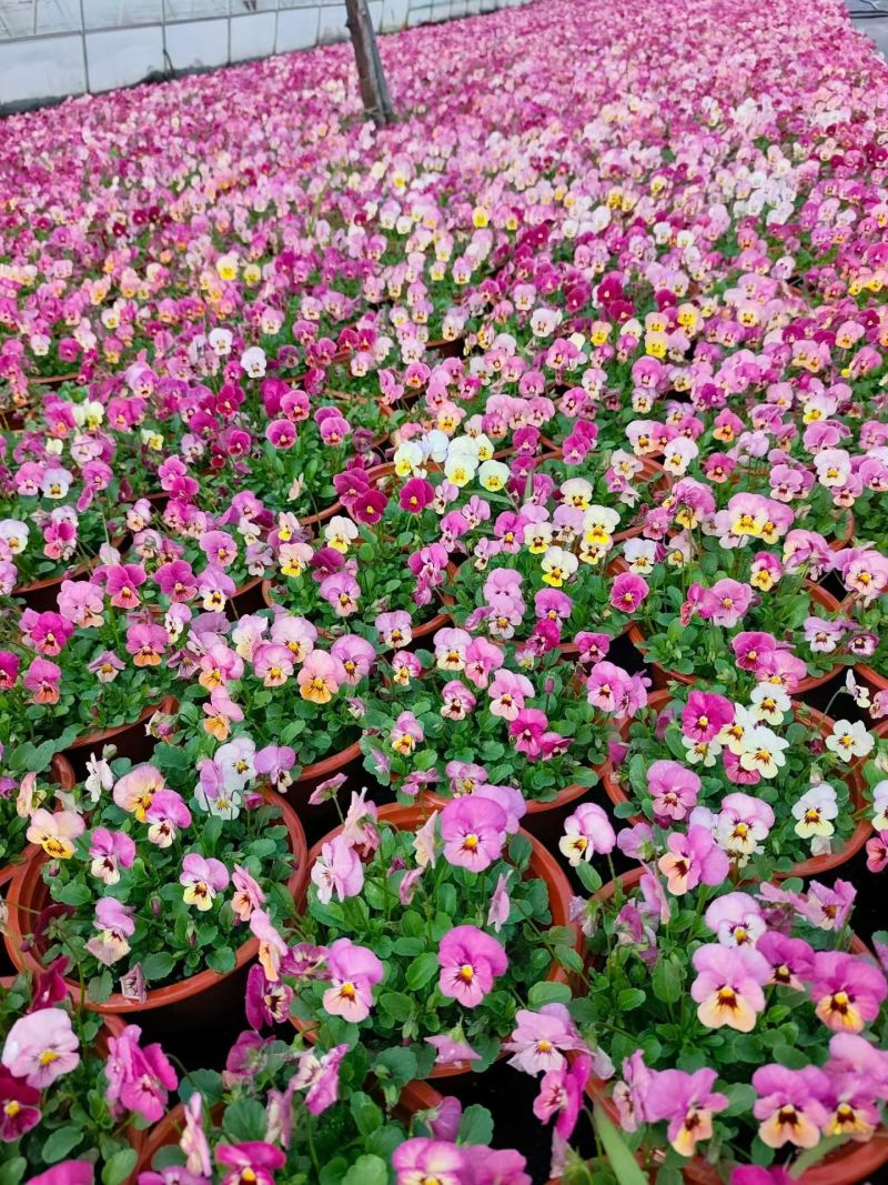 观花植物角堇190杯6色，基地有量，欢迎来一亩田订购。