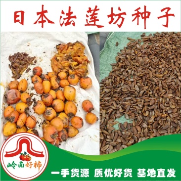 基地批量提供自繁日本法莲坊柿树种子颗粒饱满抗逆性强