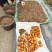 基地批量提供自繁日本法莲坊柿树种子颗粒饱满抗逆性强