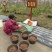 基地批量提供自繁日本法莲坊柿树种子颗粒饱满抗逆性强