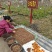 基地批量提供自繁日本法莲坊柿树种子颗粒饱满抗逆性强