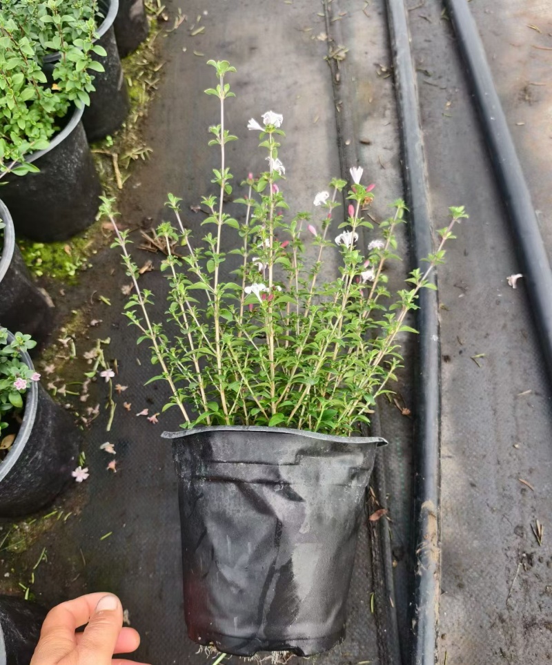 观花植物粉花六月雪1加仑，基地有量，欢迎来一亩田订购。