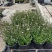 观花植物粉花六月雪1加仑，基地有量，欢迎来一亩田订购。