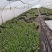 观花植物粉花六月雪1加仑，基地有量，欢迎来一亩田订购。