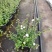 观花植物粉花六月雪1加仑，基地有量，欢迎来一亩田订购。