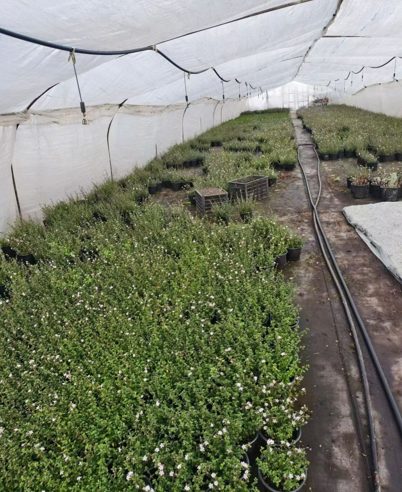 观花植物粉花六月雪1加仑，基地有量，欢迎来一亩田订购。