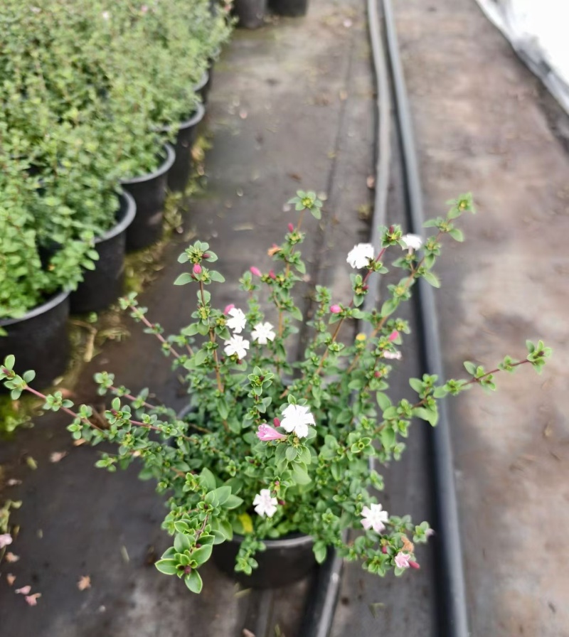 观花植物粉花六月雪1加仑，基地有量，欢迎来一亩田订购。