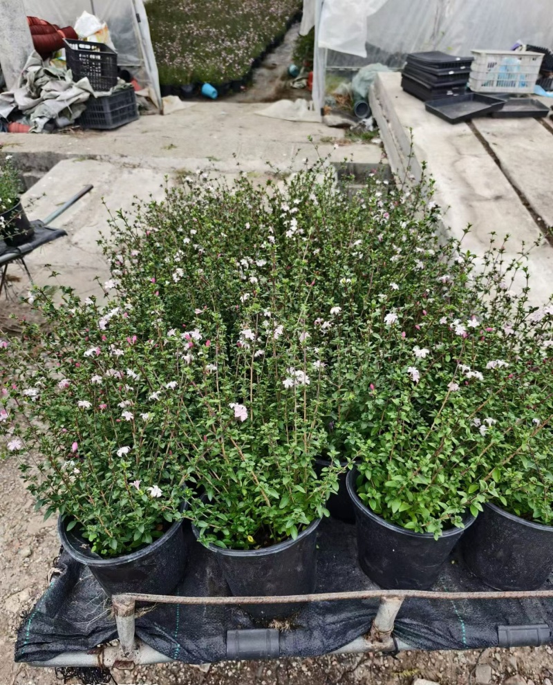 观花植物粉花六月雪1加仑，基地有量，欢迎来一亩田订购。