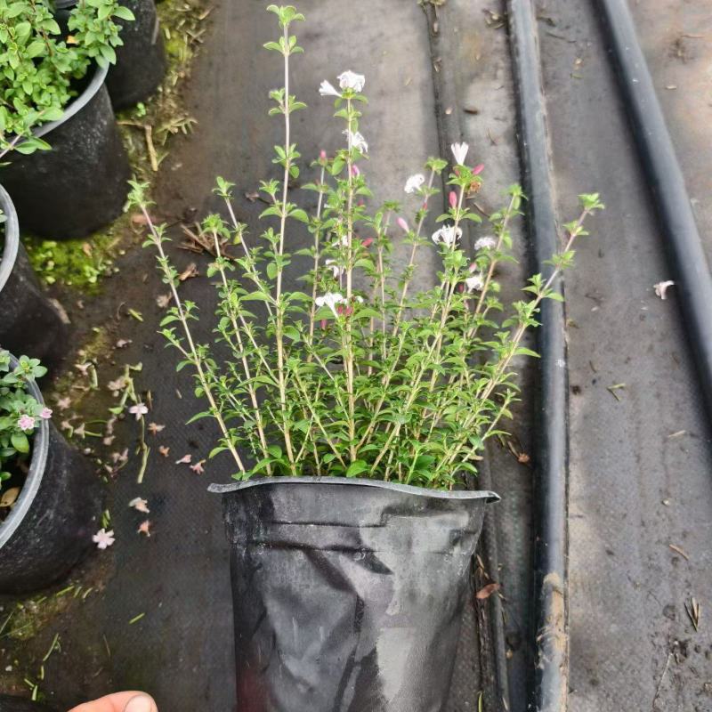 观花植物粉花六月雪1加仑，基地有量，欢迎来一亩田订购。