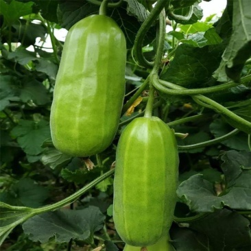 清香脆宝菜瓜种子可凉拌低糖型肉脆多汁基地种植