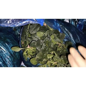 精品趴地小菠菜