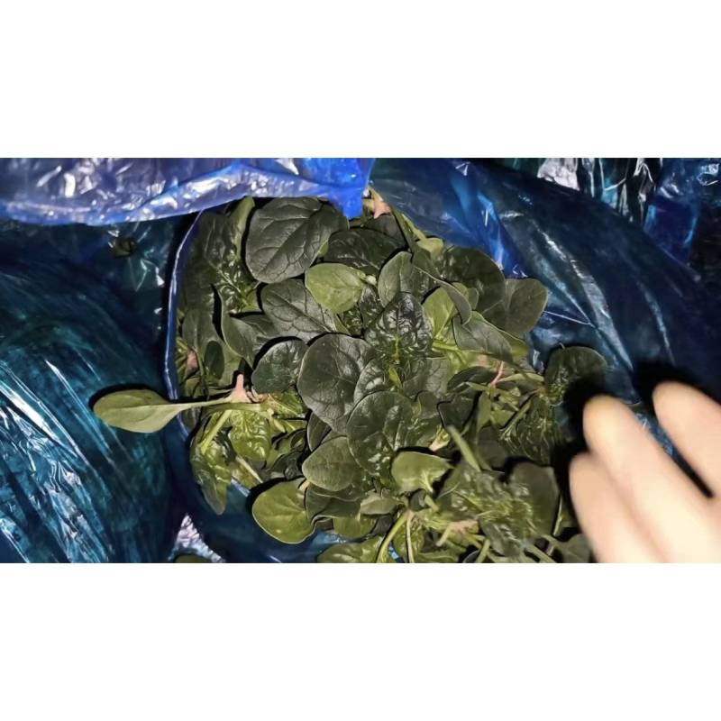 精品趴地小菠菜