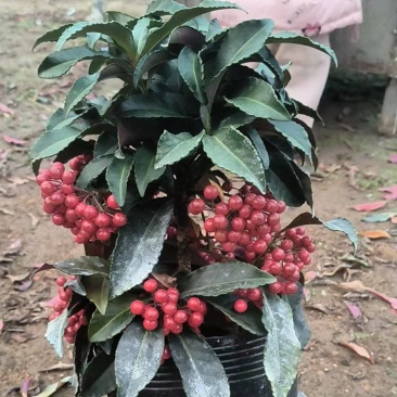 精品矮个18杯红叶富贵籽