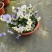 190杯角堇多色品质保证基地直发