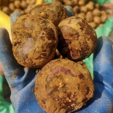 乐昌马蹄批发，大果2.7，自己家种的，量大可谈
