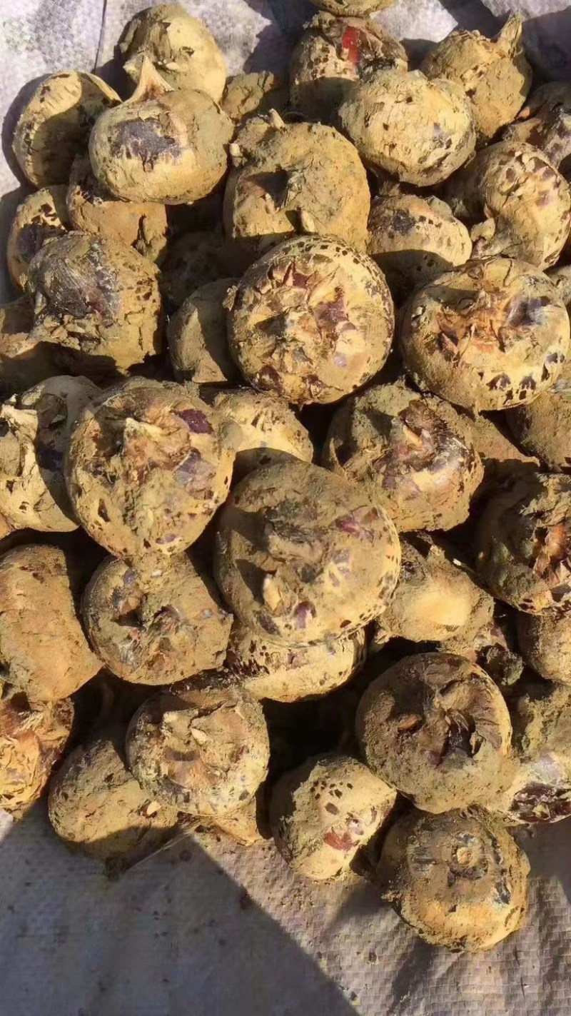 乐昌马蹄批发，大果2.7，自己家种的，量大可谈