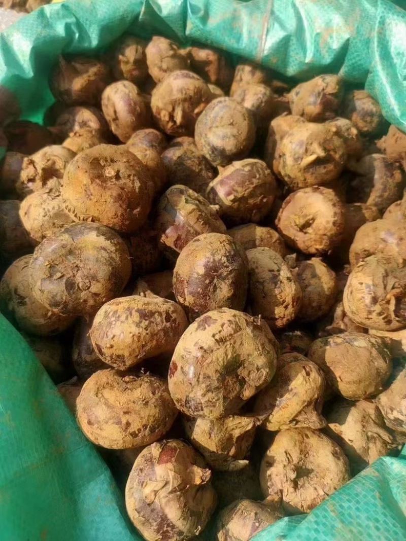 乐昌马蹄批发，大果2.7，自己家种的，量大可谈