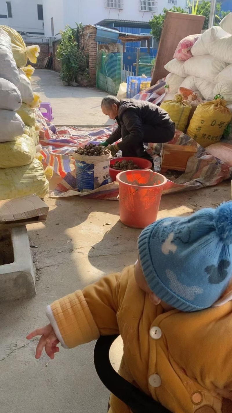 乐昌马蹄批发，大果2.7，自己家种的，量大可谈