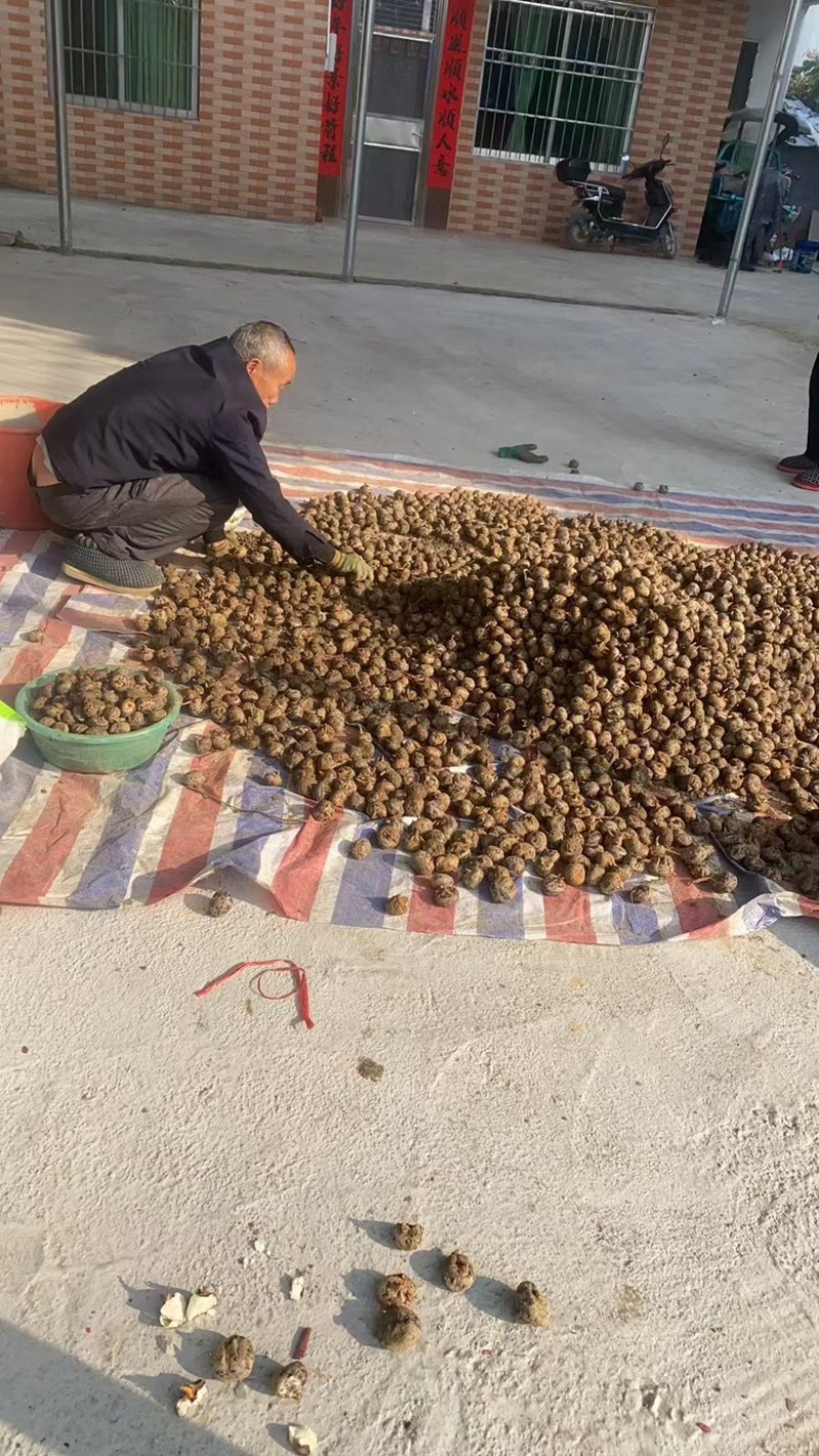 乐昌马蹄批发，大果2.7，自己家种的，量大可谈