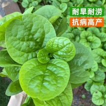 大叶木耳菜种子大圆叶厚叶木耳菜种籽耐抽苔高产四季蔬菜种孑