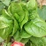 大叶木耳菜种子大圆叶厚叶木耳菜种籽耐抽苔高产四季蔬菜种孑
