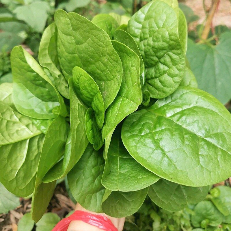 大叶木耳菜种子大圆叶厚叶木耳菜种籽耐抽苔高产四季蔬菜种孑