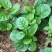 大叶木耳菜种子大圆叶厚叶木耳菜种籽耐抽苔高产四季蔬菜种孑