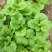 大叶木耳菜种子大圆叶厚叶木耳菜种籽耐抽苔高产四季蔬菜种孑