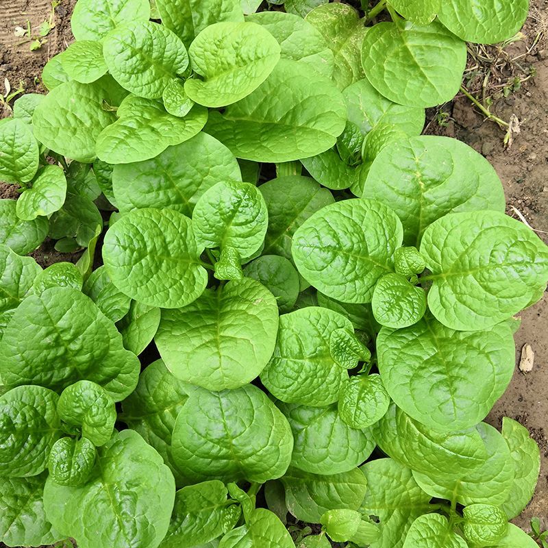 大叶木耳菜种子大圆叶厚叶木耳菜种籽耐抽苔高产四季蔬菜种孑