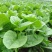 大叶木耳菜种子大圆叶厚叶木耳菜种籽耐抽苔高产四季蔬菜种孑