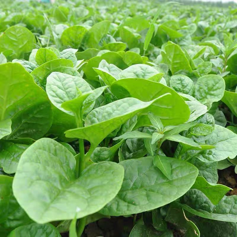 大叶木耳菜种子大圆叶厚叶木耳菜种籽耐抽苔高产四季蔬菜种孑